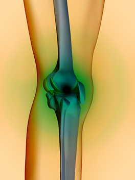 Knee Joints